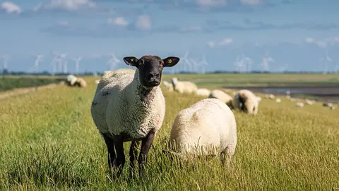 sheeps-6816871_640